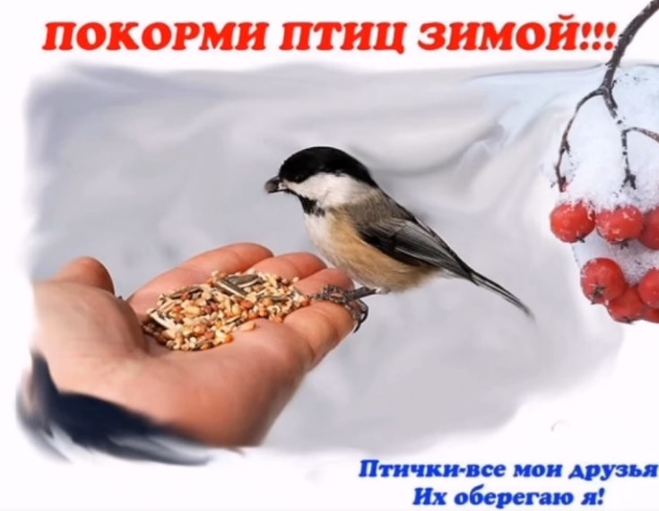 Покормите птиц зимой.